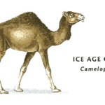Illustration of Ice Age Camel