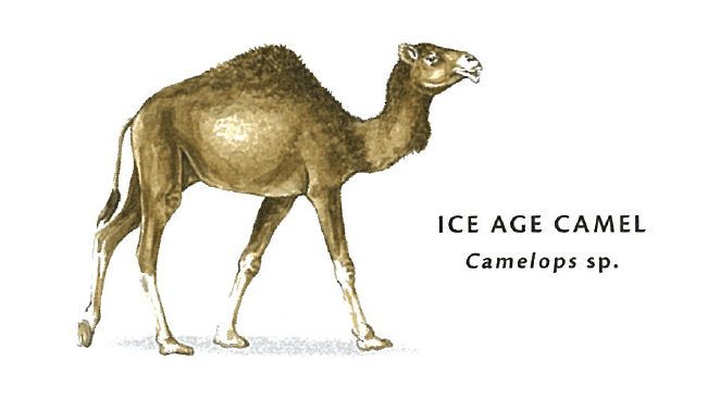 Ice Age Camel