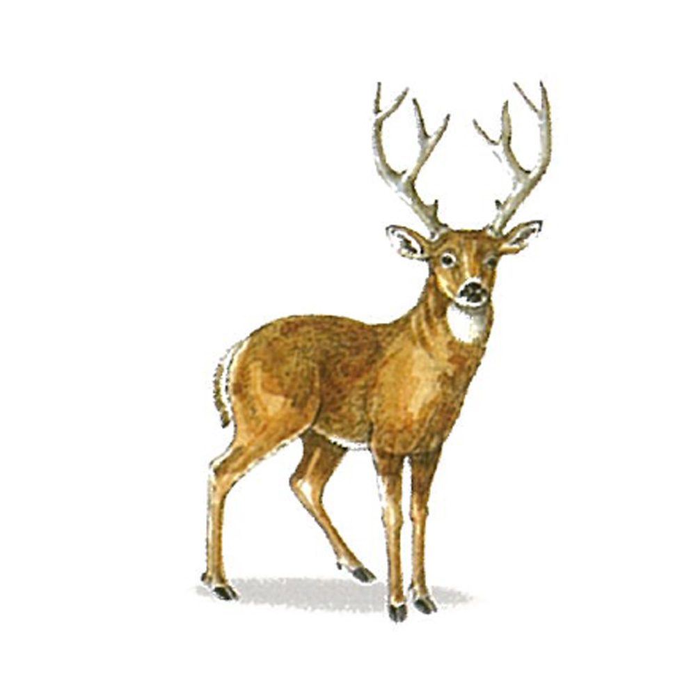 Illustration of Mule Deer