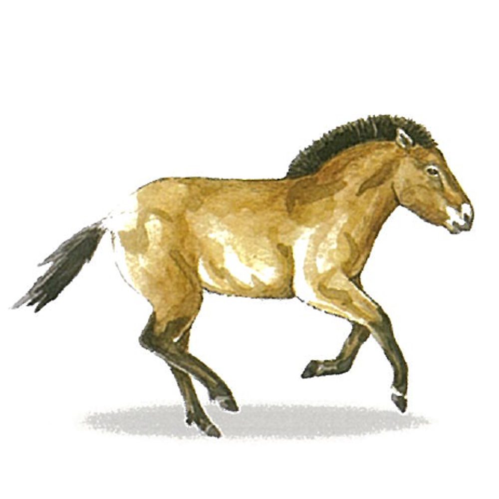 Illustration of Ice Age Horse