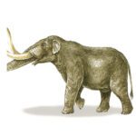 Illustration of American Mastodon