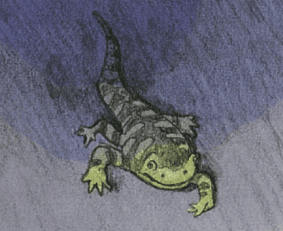 Illustration of Tiger Salamander