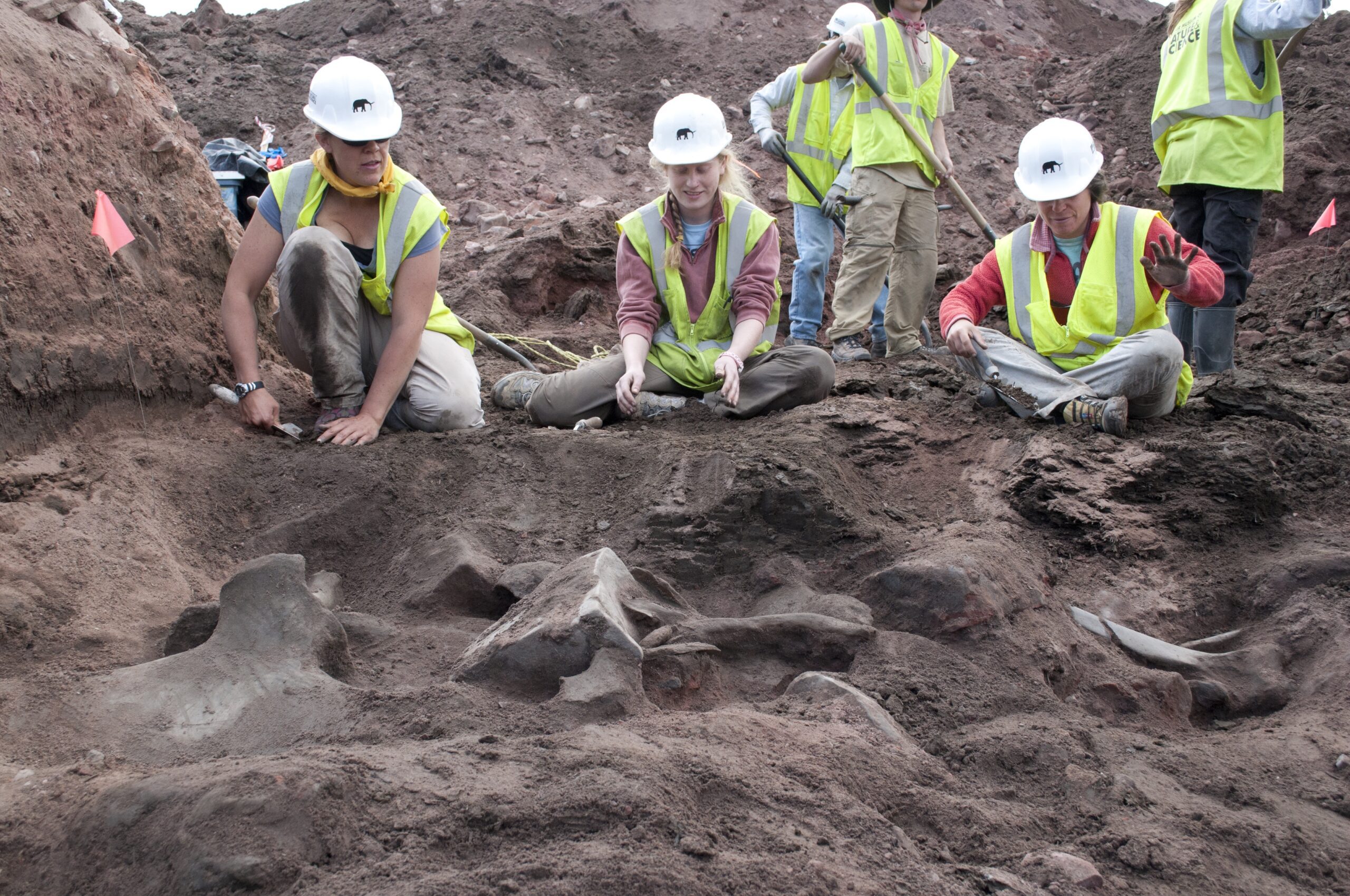 Volunteers remove dirt from around a group of bones. Snowmastodon Excavation Site, Ziegler Reservoir, Snowmass Village, Colorado